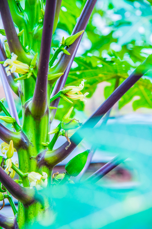 Papaya flowers on the tree, Thailand.の写真素材