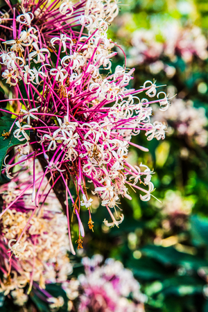 Pink flowers in park, Thailand.の写真素材