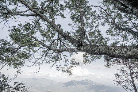 Tree with mountain at Doi Pha Tang, Thailand.の写真素材