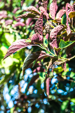 Leaves background, Thailand.の写真素材
