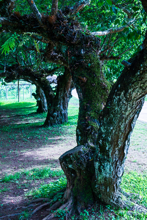 Japanese Apricot Trees in Royal Agricultural Station Angkhang, Thailand.の写真素材
