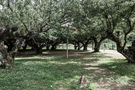 Japanese Apricot Trees in Royal Agricultural Station Angkhang, Thailand.の写真素材