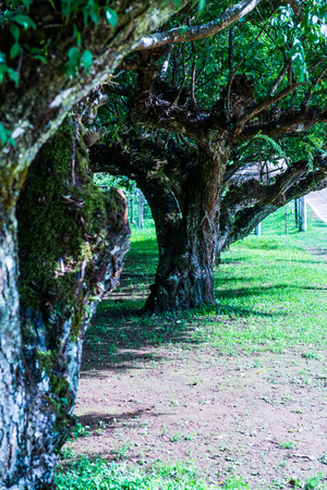 Japanese Apricot Trees in Royal Agricultural Station Angkhang, Thailand.の写真素材