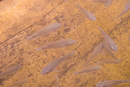 Nile Tilapia fish in the water, Thailand.の写真素材