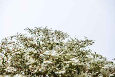 Little white flowers with mist, Thailand.の写真素材