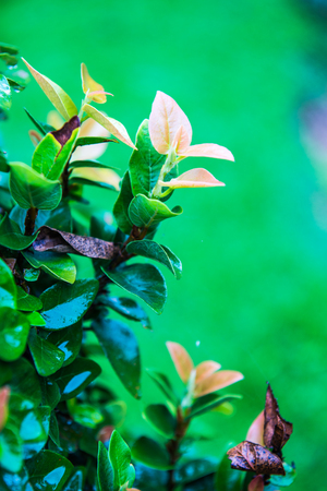 Ivy with green background, Thailand.の写真素材