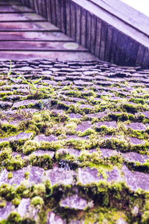 Moss on roof in Doi Inthanon national park, Thailand.の写真素材