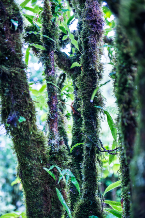 Integrity of tree in Doi Inthanon national park, Thailand.
