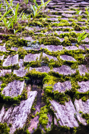 Moss on roof in Doi Inthanon national park, Thailand.の写真素材