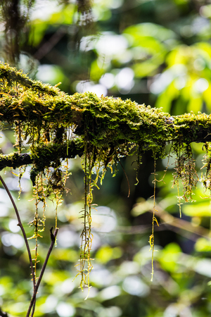 Integrity of tree in Doi Inthanon national park, Thailand.の写真素材