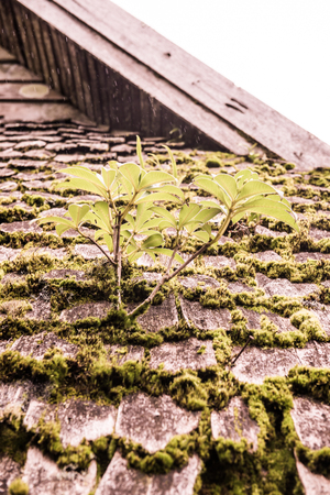 Plant on roof in Doi Inthanon national park, Thailand.の写真素材