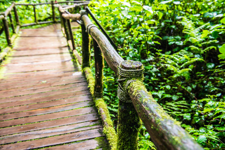 Walkway in Doi Inthanon national park, Thailand.の写真素材