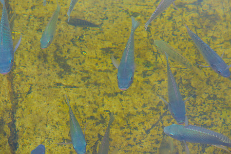 Nile Tilapia fish in the water, Thailand.