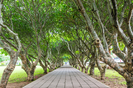 Plumeria trees tunnel at Nan province, Thailand.の写真素材