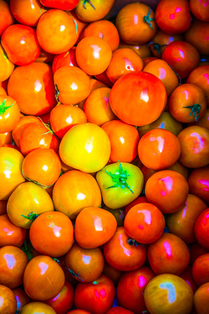 Group of orange tomatoes, Thailand.の写真素材