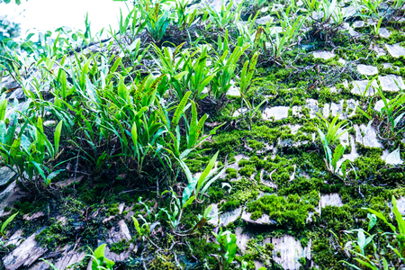 Fern on roof in Doi Inthanon national park, Thailand.の写真素材