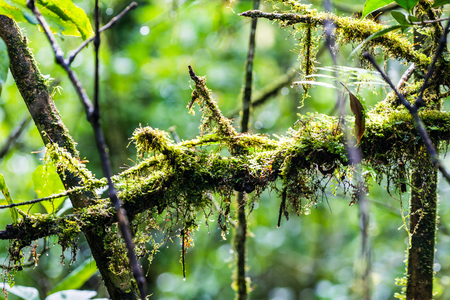 Integrity of tree in Doi Inthanon national park, Thailand.の写真素材