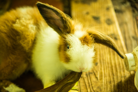 Portrait of rabbit, Thailand.の写真素材