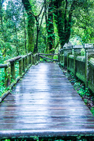 Walkway in Doi Inthanon national park, Thailand.の写真素材