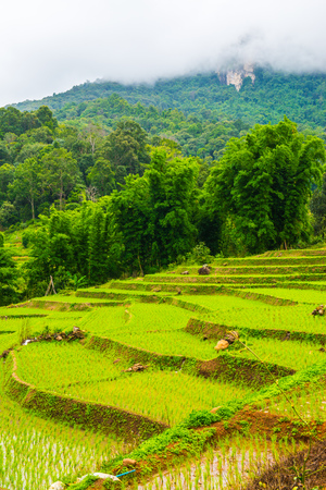 Rice terraces in Chiangmai province, Thailand.の写真素材