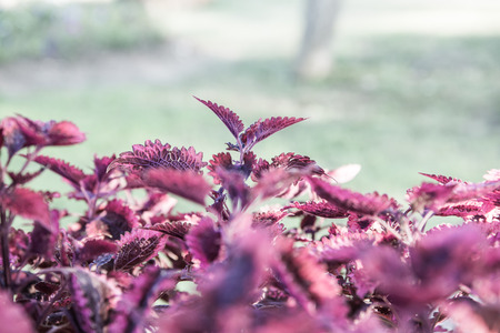 Red leaves in the garden, Thailand.の写真素材