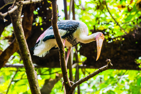 Painted stork bird in Thai, Thailand.の写真素材