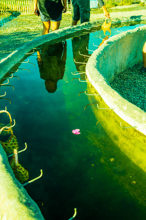 Hot water from underground at Sankamphaeng hot spring, Thailand.のeditorial素材