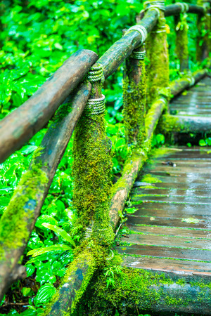 Walkway in Doi Inthanon national park, Thailand.の写真素材