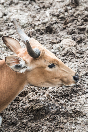 Banteng in Thai, Thailand.の写真素材