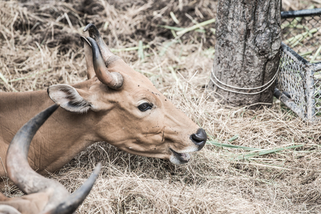 Banteng in Thai, Thailand.の写真素材