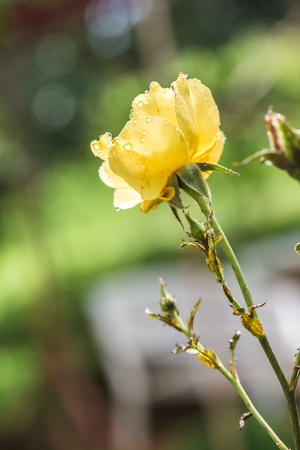 Yellow rose with white background, Thailand.の写真素材