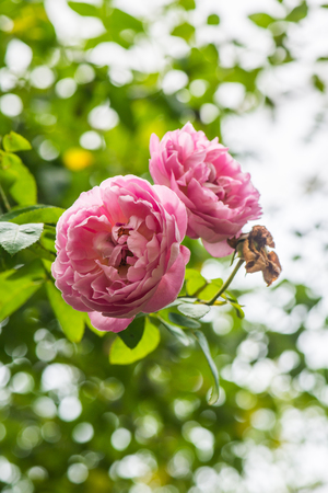 Pink rose with natural background, Thailand.の写真素材
