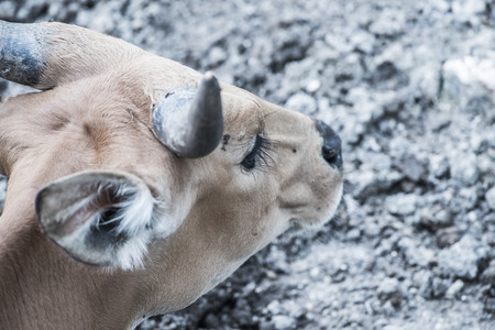 Banteng in Thai, Thailand.の写真素材