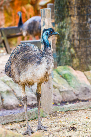 Emu bird in Thai, Thailand.の写真素材