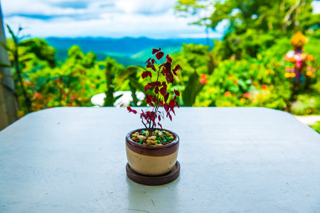 Little plant for decoration on the table, Thailand.の写真素材