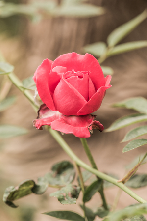 Red rose with natural background, Thailand.の写真素材