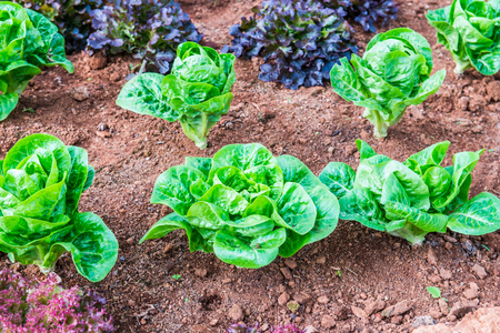 Vegetable garden, Thailand.