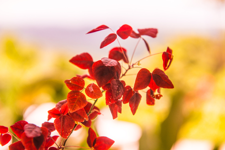 Red leaves with green background, Thailand.