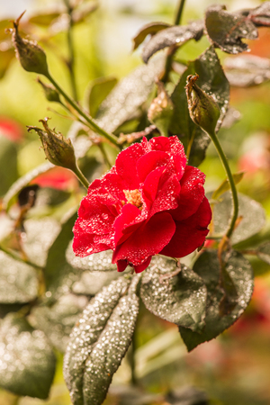 Red rose with natural background, Thailand.の写真素材