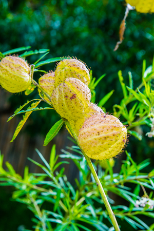 Swan plant with natural background, Thailand.の写真素材