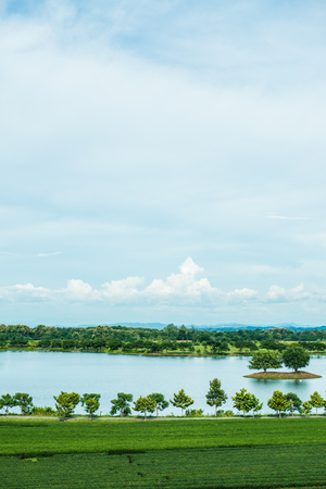 Tea plantation at Chiang Rai province, Thailand.の写真素材