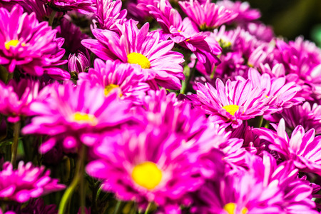 Closeup of pink flower, Thailand.
