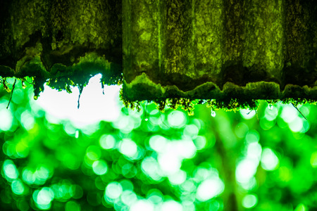 Moss on eaves, Thailand.の写真素材