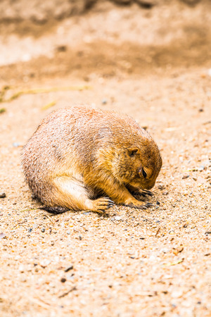 Prairie Dog in Thai, Thailand.の写真素材