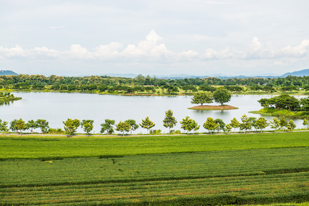 Tea plantation at Chiang Rai province, Thailand.の写真素材