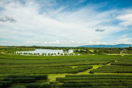 Tea plantation at Chiang Rai province, Thailand.の写真素材