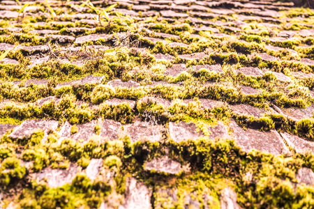 Moss on roof in Doi Inthanon national park, Thailand.の写真素材