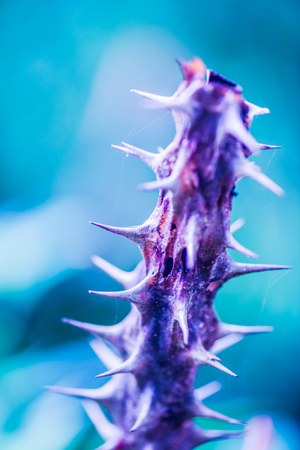 Thorn of Euphorbia Milii, Thailand.
