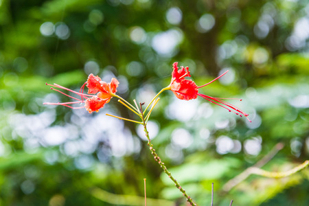 Peacock flower with natural background, Thailand.の写真素材