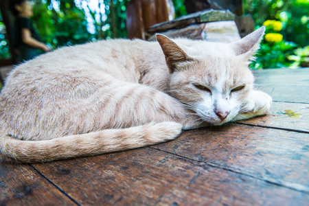 Thai cat on the table, Thailand.の写真素材